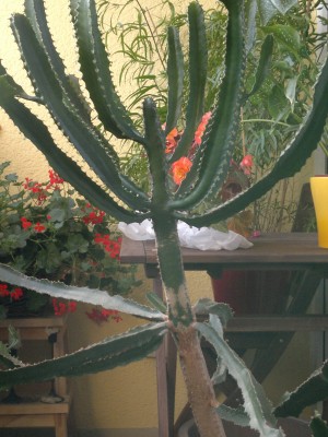Kaktus 5.jpg