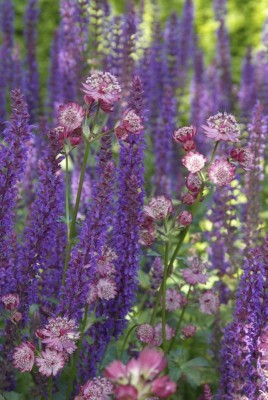 2798-blüten-locken-insekten-an.jpg