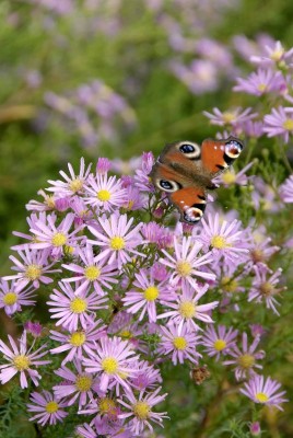 2798-Schmetterling-zur-Raupe.jpg