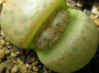 lebende Steine Lithops 033.jpg