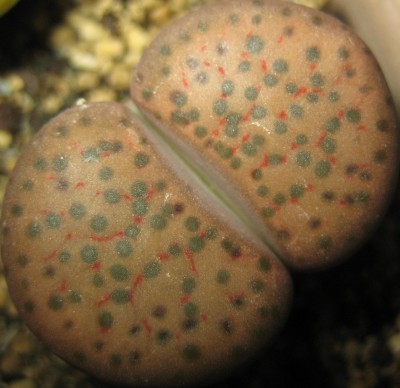 lebende Steine Lithops 032.jpg