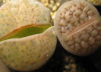 lebende Steine Lithops 029.jpg