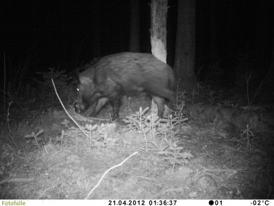 Wildschwein_Fotofalle_Nachts_Infrarot.jpg