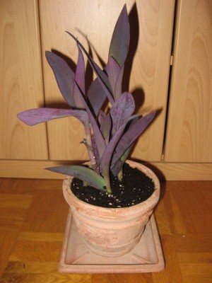 Tradescantia pallida 03.jpg