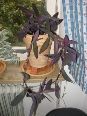 Tradescantia pallida 01.jpg