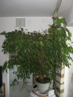 Ficus.jpg