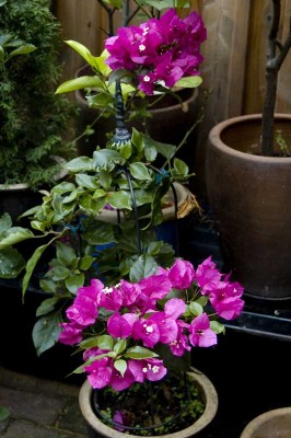 Bougainvilleakind.jpg