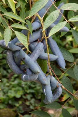 blaue_fruechte_blauschotenbaum.jpg