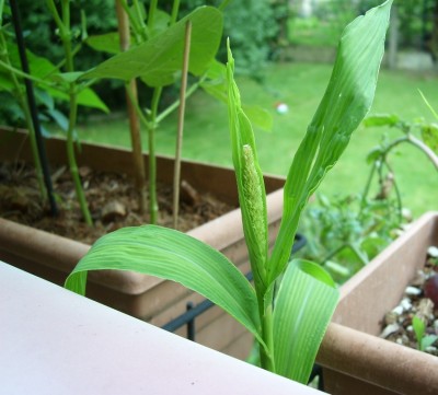 Setaria italica.JPG