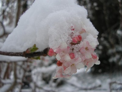 duftschneeball.JPG