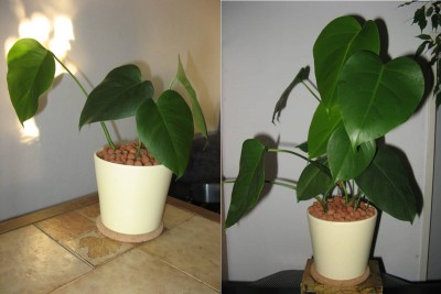 Monstera deliciosa_1_Nov11_Aug12.jpg