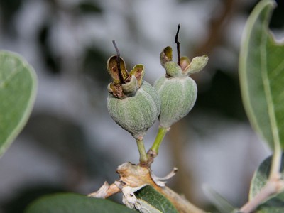 120909_Feijoas.jpg