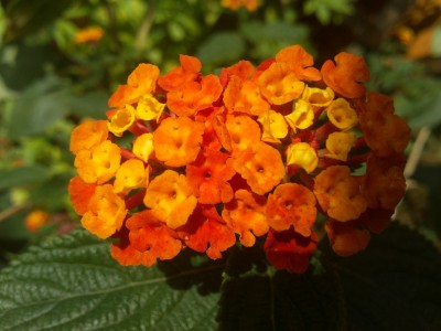 lantana3.jpg