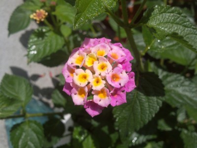 lantana1.jpg