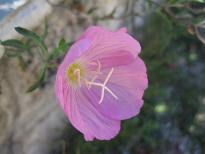 Flora of Greece VI (1).JPG