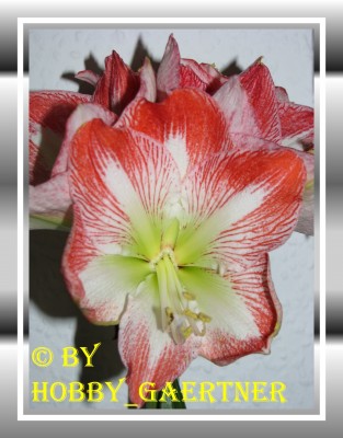 Hippeastrum.jpg