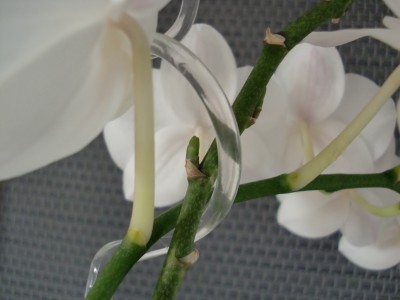 Phalaenopsis Hybride #4-12.jpg