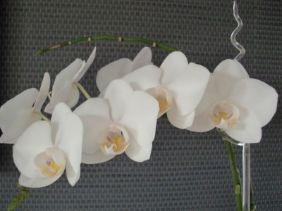 Phalaenopsis Hybride #4-11.jpg