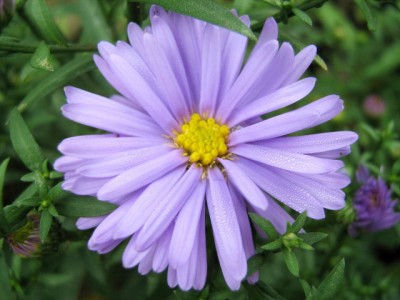 Berg-Aster (Aster amellus) 19.09.07.JPG