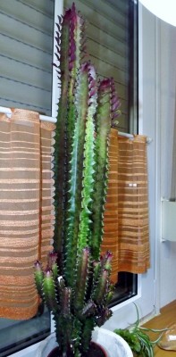 Euphorbia trigona (394x800).jpg