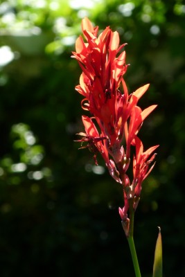 028-Blume im Kurpark von Bad Mergentheim.JPG