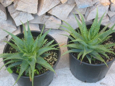 Holz Aloe1.JPG