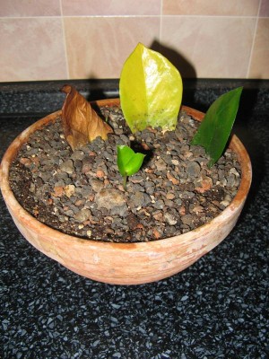 Zamioculcas zamiifolia 02.JPG