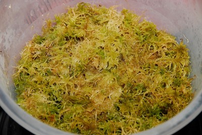 dsc_9458_Sphagnum.jpg