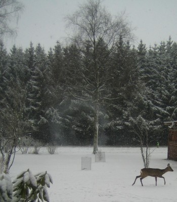 Besuch im Garten....jpg