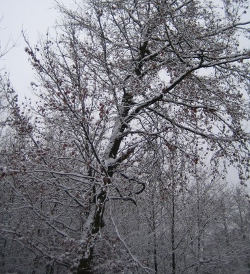Winter 2012.jpg
