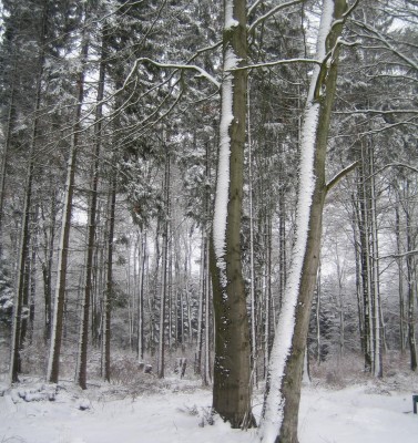 Schnee 2012.jpg