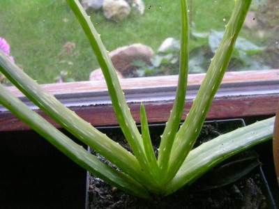 aloe vera 001.JPG