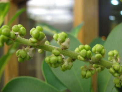 Schefflera arboricola variegata Knospen 2.jpg