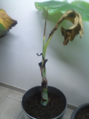 Ensete Glaucum.jpg