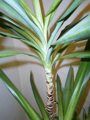 Yucca 1.JPG