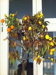 Kumquat 07 02 2013.jpg