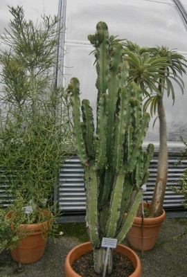 Euphorbia ingens - 001 (540x800).jpg