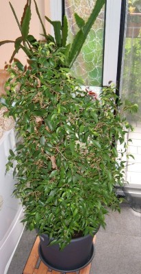 Ficus benjamina natasja..JPG