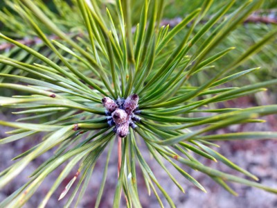 Pinus3.jpg