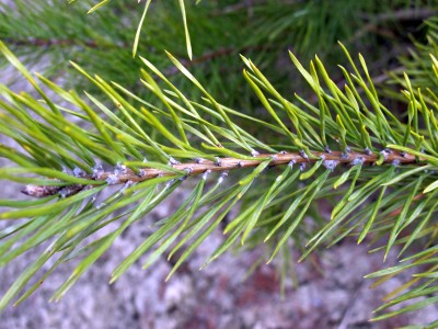 Pinus2.jpg