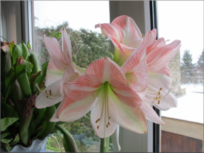 Hippeastrum.PNG