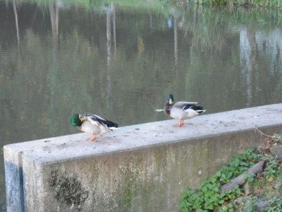 Enten.JPG