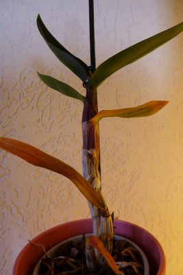 Dendrobium_I.JPG