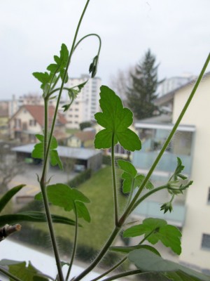 Pelargonium1.jpg