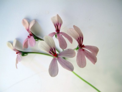 Pelargonium_Blüte.jpg