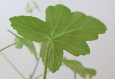 Pelargonium_Blatt von unten.jpg