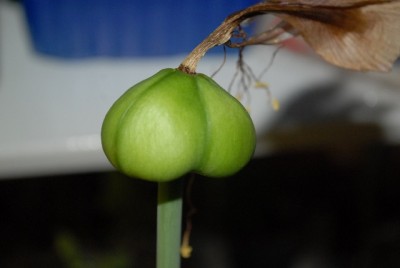 Amaryllis2012 365yy.jpg