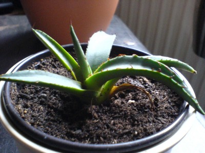 Agave cerulata var robusta.JPG