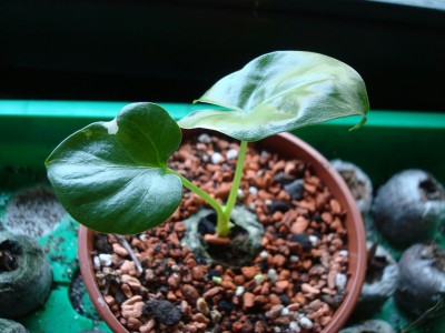 Alocasia m. variegata.JPG