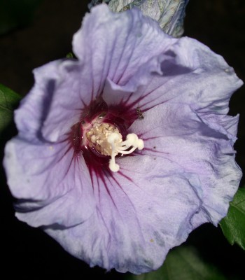 Roseneibisch Hibiscus syriacus  Blue Bird7.JPG